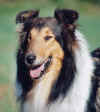 Hazel-Kopf1.jpg (17420 Byte)